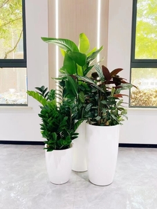 慈溪植物租摆服务好